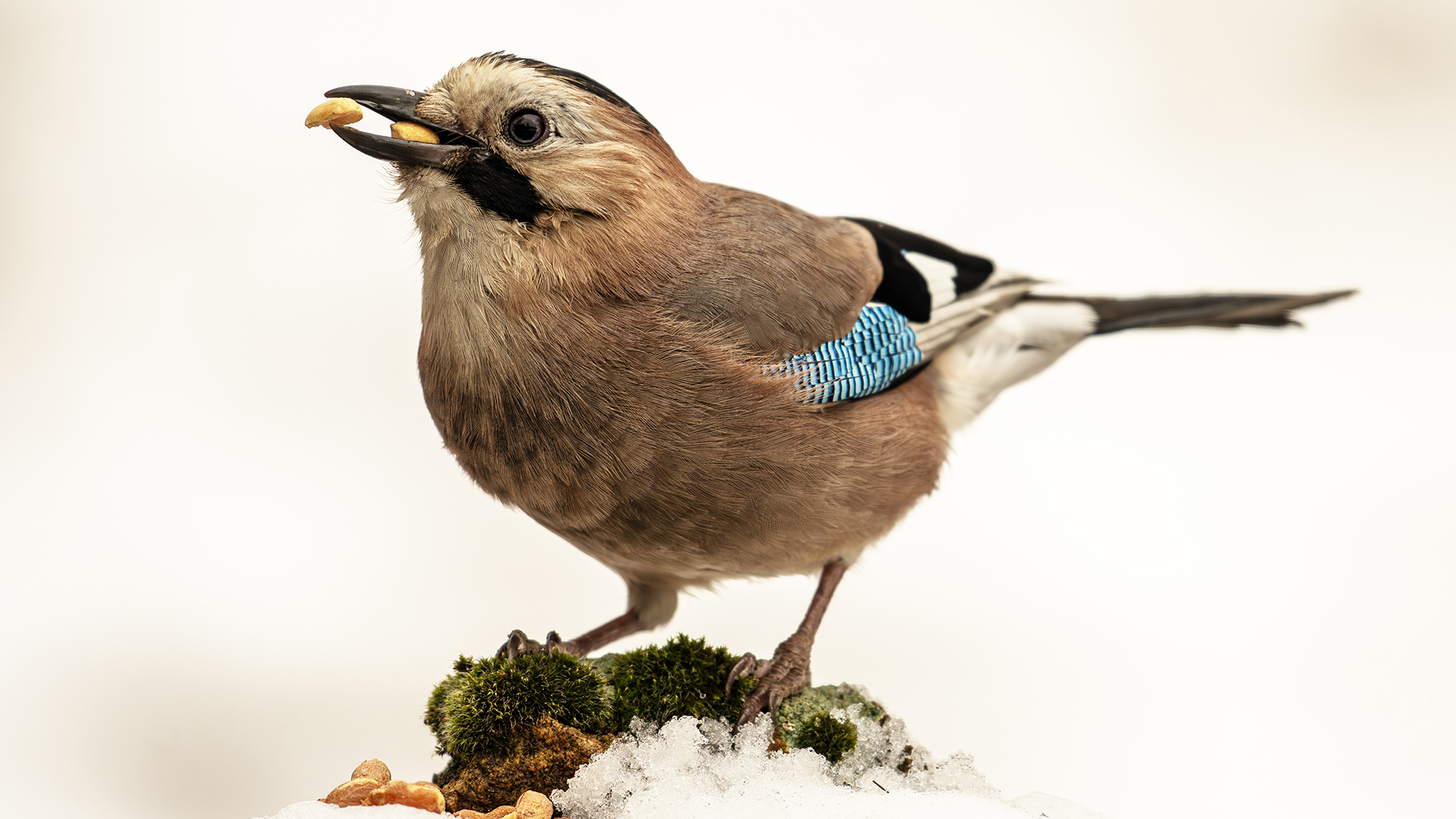 Eurasian Jay